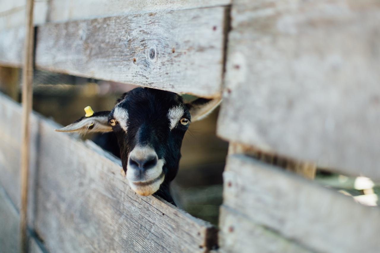 Agriturismo Lillastro Braccagni Dış mekan fotoğraf